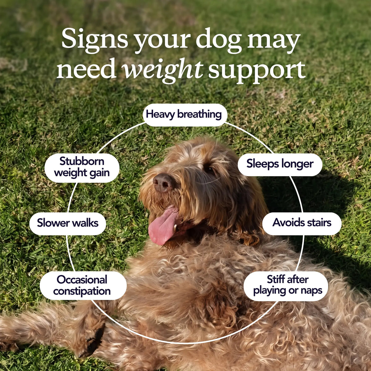 Daily Weight Management Drops for your Dog™